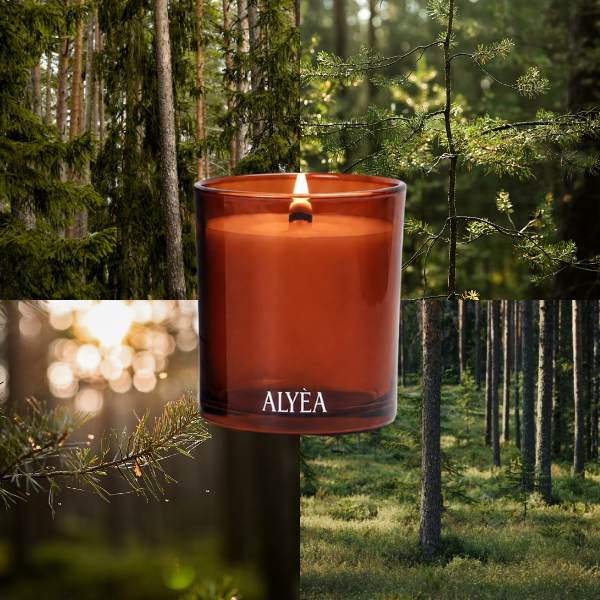 Duftkerze Spruce and Pine